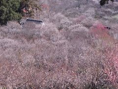 -香雪海