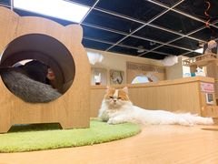 -猫和宫(六道口店)