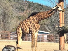 -大连森林动物园