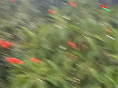 -厦门园林博览苑