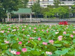 -荔湾湖公园