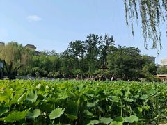 -莲湖公园