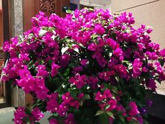 -紫莲花足道(柯桥古镇店)