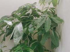 -峰厨大鱼泡饼·天津菜(西青大学城店)