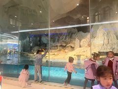 -帝企鹅自助餐厅•儿童岛•真企鹅(长隆企鹅酒店)