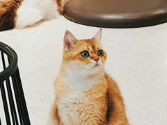 -飞行喵MR PILOT|猫舍·猫咖(静安大融城店)