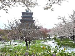 -古柏渡丰乐樱花园