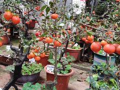 -桂林市花鸟市场