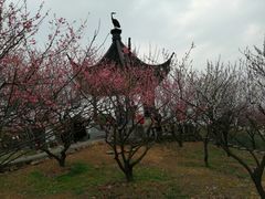 -香雪海