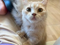 -唐小姐の私宠·宠物洗护美容·撸猫馆·购宠(周浦万达旗舰店)