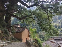 -杨家堂村