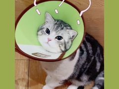 -瑞派名望24h动物医院异宠专科·猫专科·骨科·重症监护分院