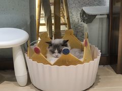 -momokira米努特·德文卷毛猫·棉花面纱犬
