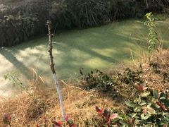 -渌洋湖湿地公园