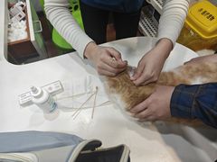 -瑞派动物医院·绝育·犬猫全科·预防医学(光景江南中店)