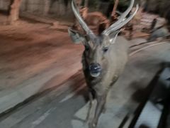 -清迈夜间动物园