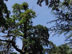 -青岛崂山太清宫