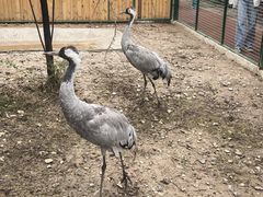 -青藏高原野生动物园