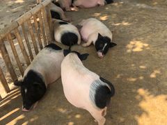 -泉州海丝野生动物世界