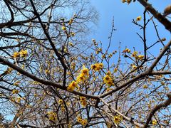 -泰山风景名胜区-普照寺