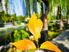 -三里屯东五街银杏大道