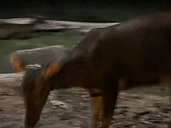 -夜间野生动物园
