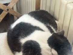 -海边的猫和咖啡馆