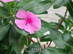 -大雁塔北广场音乐喷泉