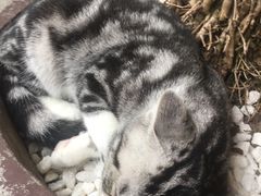 -猫友咖啡店(玉林西路店)