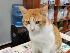 -瑞派动物医院·绝育·犬猫全科·预防医学(光景江南中店)